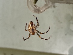 Araneus diadematus