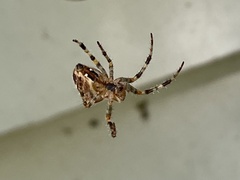 Araneus diadematus