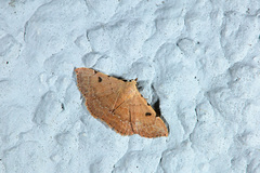 Corgatha trichogyia
