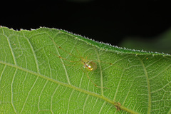 Thwaitesia glabicauda