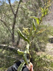 Cestrum auriculatum