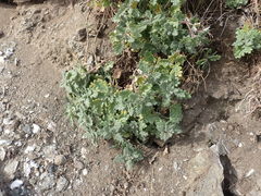 Dracocephalum pinnatum