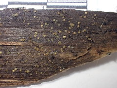 Mollisia sublividula