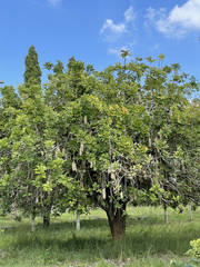 Kigelia africana