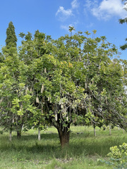 Kigelia africana