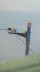 Columba livia domestica