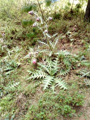 Cirsium ehrenbergii