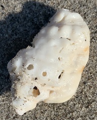 Persististrombus granulatus