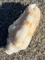 Persististrombus granulatus