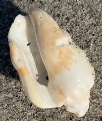 Persististrombus granulatus