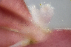 Chondria succulenta