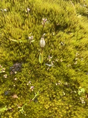 Eriochilus pulchellus