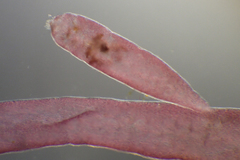 Chondria succulenta