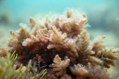 Heterosiphonia muelleri