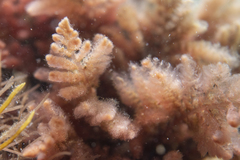 Heterosiphonia muelleri