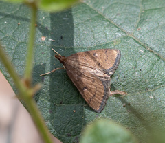 Metasia pharisalis