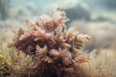 Heterosiphonia muelleri