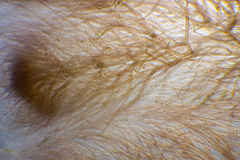 Heterosiphonia muelleri