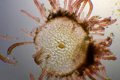 Heterosiphonia muelleri