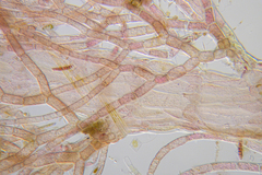 Heterosiphonia muelleri