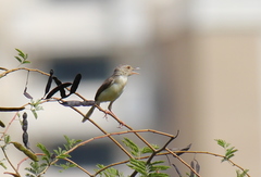 Prinia inornata