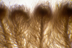 Heterosiphonia muelleri