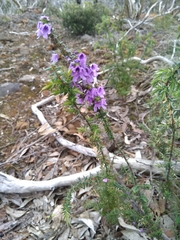 Prostanthera decussata