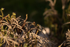Phyciodes phaon phaon