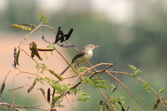 Prinia inornata
