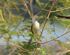 Prinia inornata
