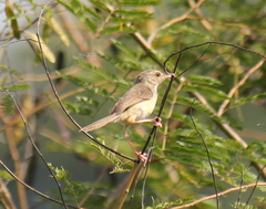 Prinia inornata