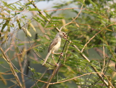 Prinia inornata