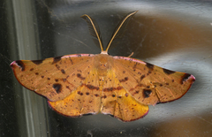 Onycodes traumataria