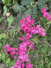 Antigonon leptopus