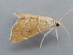 Scybalistodes vermiculalis