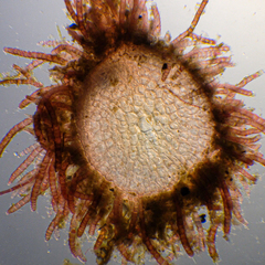 Heterosiphonia muelleri