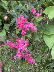 Antigonon leptopus