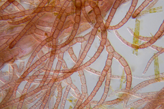 Heterosiphonia muelleri