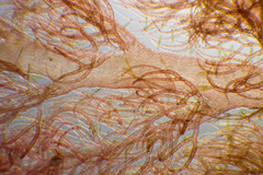 Heterosiphonia muelleri