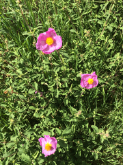 Cistus creticus eriocephalus