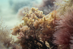 Heterosiphonia muelleri