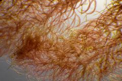 Heterosiphonia muelleri