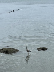 Egretta novaehollandiae