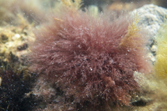 Melanothamnus infestans