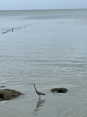 Egretta novaehollandiae