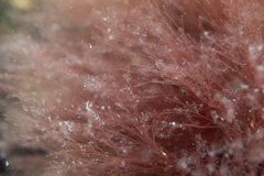 Melanothamnus infestans