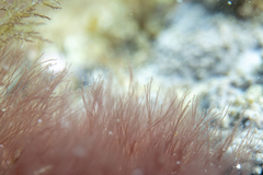 Melanothamnus infestans