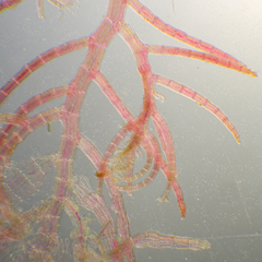 Melanothamnus infestans