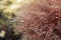 Melanothamnus infestans