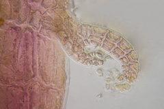 Melanothamnus infestans